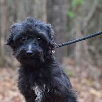 Thumbnail photo of Benji #2