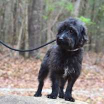 Thumbnail photo of Benji #4