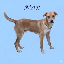Thumbnail photo of Max D25-212 #3