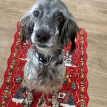 Thumbnail photo of Diana **Courtesy Post ** #2