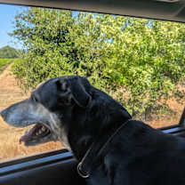 Thumbnail photo of Coco #2