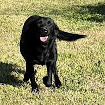 Thumbnail photo of Trigger #1