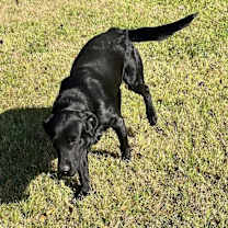 Thumbnail photo of Trigger #2