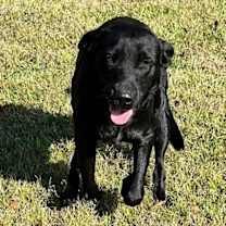 Thumbnail photo of Trigger #3