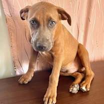 Thumbnail photo of Louie #1