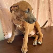 Thumbnail photo of Louie #2