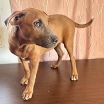 Thumbnail photo of Louie #3