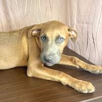 Thumbnail photo of Louie #4