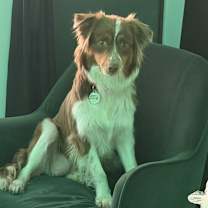 Thumbnail photo of Hattie #4