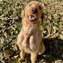 Thumbnail photo of Dolly #4