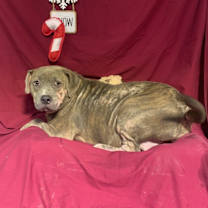 Thumbnail photo of Cindy Lou (#5) #1