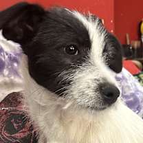 Thumbnail photo of Oreo #1