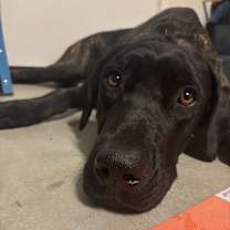 Thumbnail photo of Ralphy #2