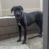 Thumbnail photo of Ralphy #4