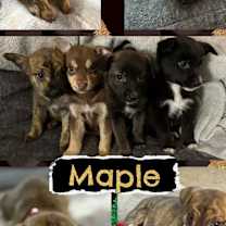 Thumbnail photo of Maple #1