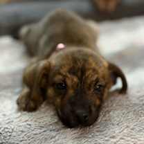 Thumbnail photo of Maple #3