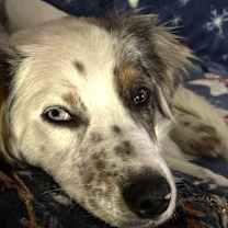 Thumbnail photo of Biscuit #2