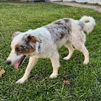 Thumbnail photo of Biscuit #4