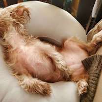 Thumbnail photo of Mollie #2