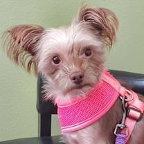 Thumbnail photo of Mollie #3