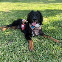 Thumbnail photo of Sonnet #1