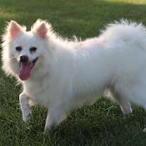 Thumbnail photo of Nunu #4