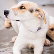 Thumbnail photo of Ckalzone #3