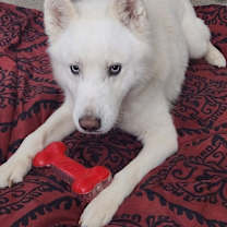 Thumbnail photo of Loki #1