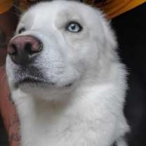 Thumbnail photo of Loki #2