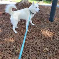 Thumbnail photo of Loki #3