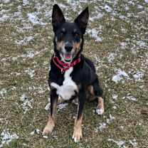 Thumbnail photo of Buster #3