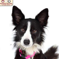 Thumbnail photo of Willow #1