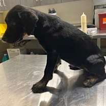 Thumbnail photo of Frida #2