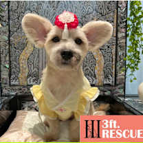 Thumbnail photo of Ongal(J) #1