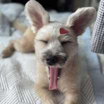 Thumbnail photo of Ongal(J) #4