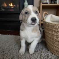 Thumbnail photo of SPONSOR OR FOSTER ME - Finn #2