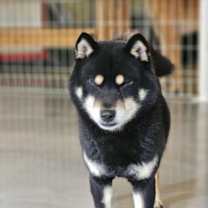 Thumbnail photo of Shiney(J) #1