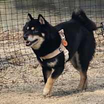 Thumbnail photo of Shiney(J) #2