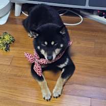 Thumbnail photo of Shiney(J) #3