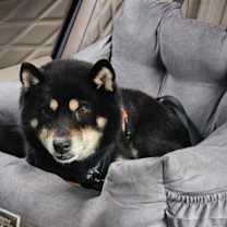 Thumbnail photo of Shiney(J) #4