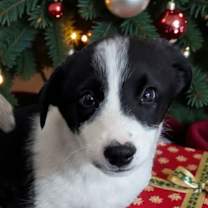 Thumbnail photo of SPONSOR OR FOSTER ME - Tucker #1