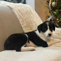 Thumbnail photo of SPONSOR OR FOSTER ME - Tucker #2