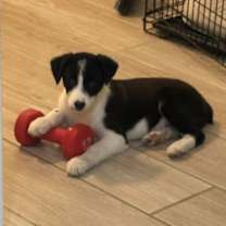 Thumbnail photo of SPONSOR OR FOSTER ME - Tucker #3