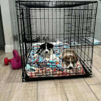 Thumbnail photo of SPONSOR OR FOSTER ME - Tucker #4