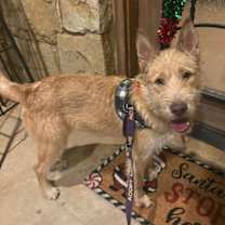 Thumbnail photo of SPONSOR ME - Fiesta #1