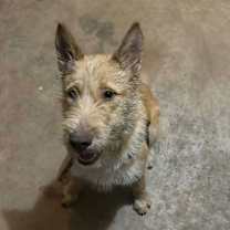 Thumbnail photo of SPONSOR ME - Fiesta #4