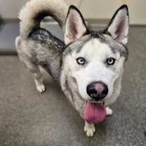 Thumbnail photo of Yukon #1