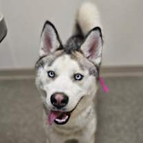 Thumbnail photo of Yukon #2