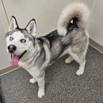 Thumbnail photo of Yukon #3