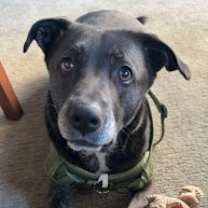 Thumbnail photo of Puma #1